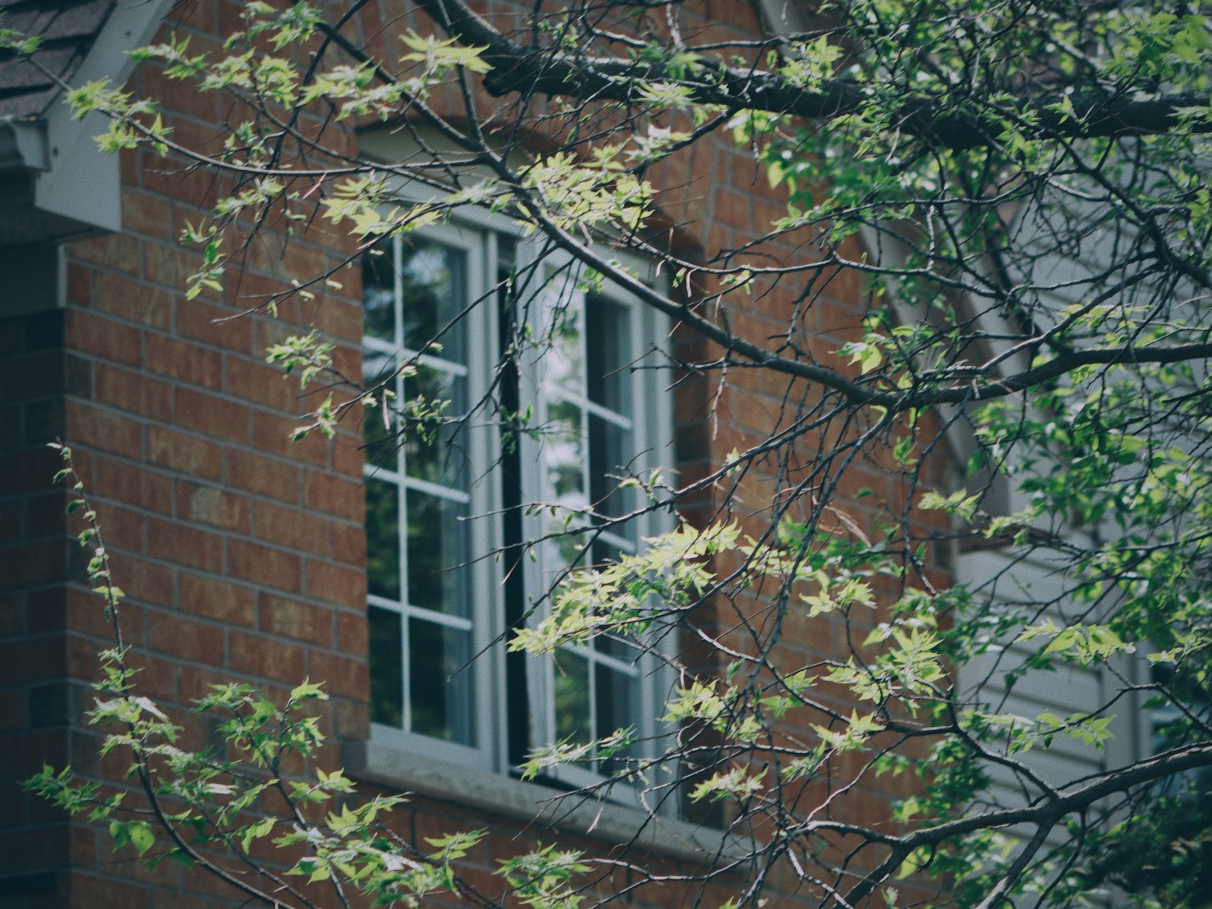 A brick house with windows surrounded by lush green branches in spring